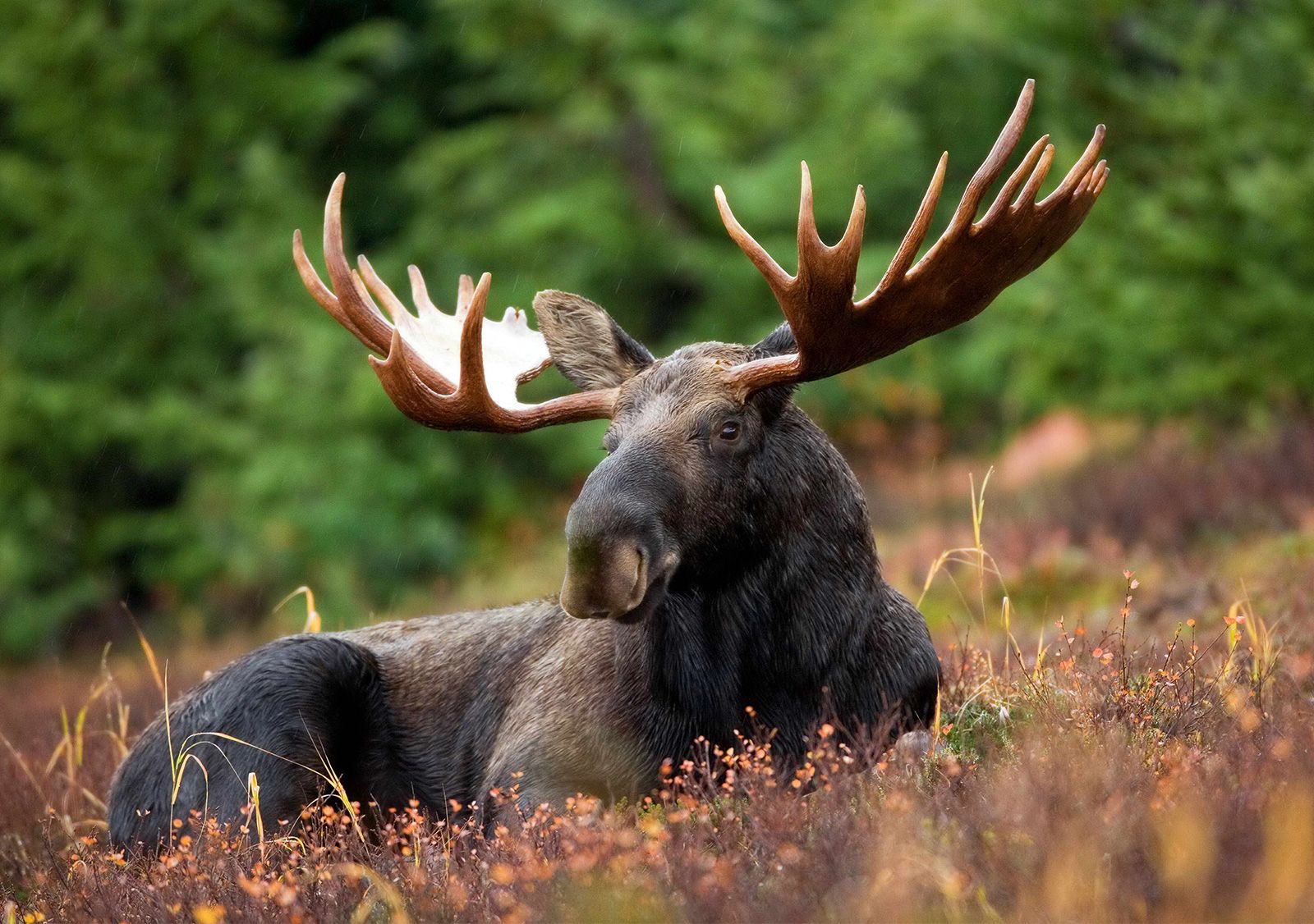 Moose-antlers.jpg