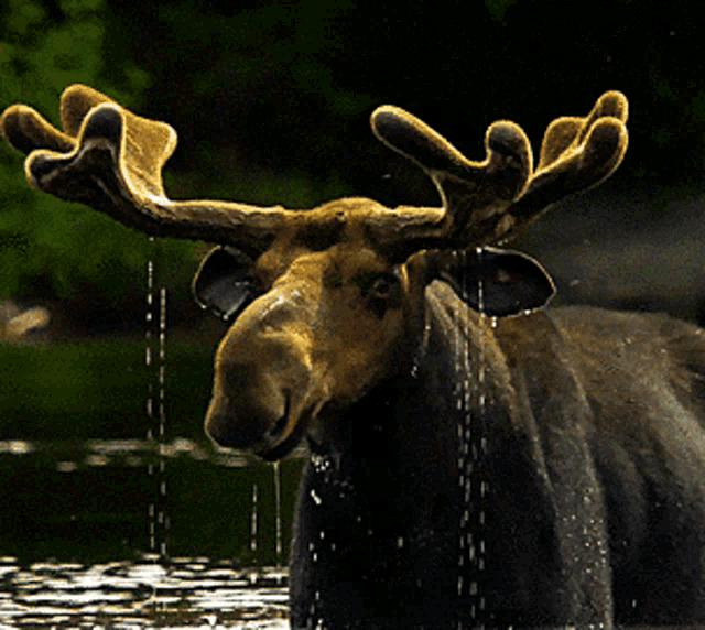 bull-moose-moose.gif